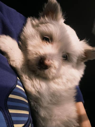 Russian Poddle for sale. whatsapp 03334657558