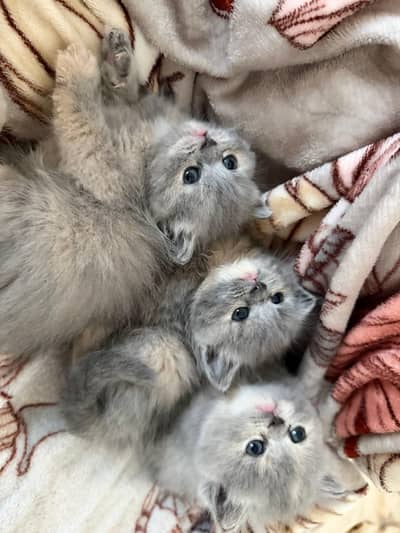 Persian good breed kittens avail. WhatsAp=O310-3699468