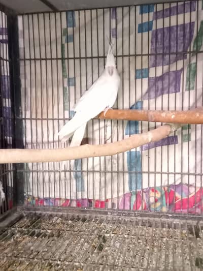 Eno Red Eyes -  Grey - Pied Cockatiel Males