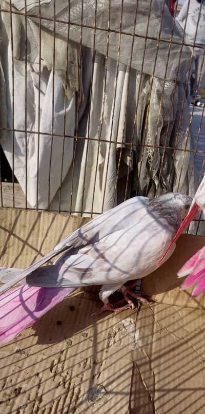 breeder high flyers kabutar