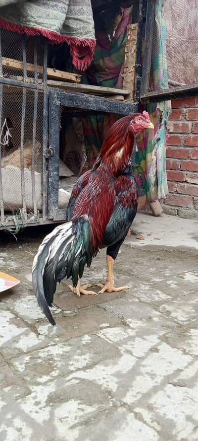 Aseel Murga Ready to bred