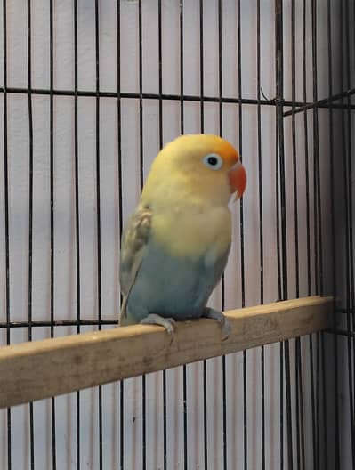 Top Quality Parblue Opaline Split Pale fallow