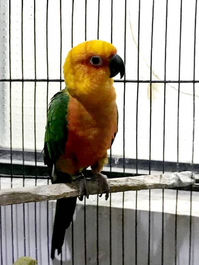 Breeder Female Jenday Conure, Sun Conure