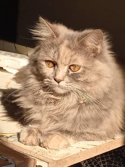 Ash Grey female Cat - 2Years Old - Fully Litter Trained - Home Loving
