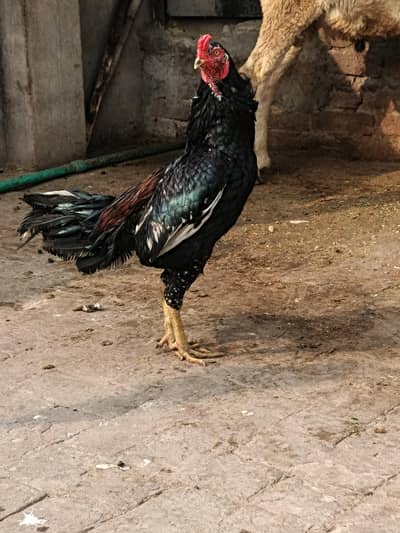 Asell murga or murgian for sale