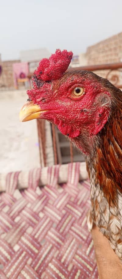 sahiwal aseel male for sale read description