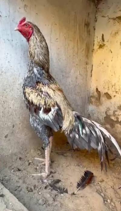 Aseel Mianwali / Mushka Lasai / Aseel /  Eggs lying hens for sale