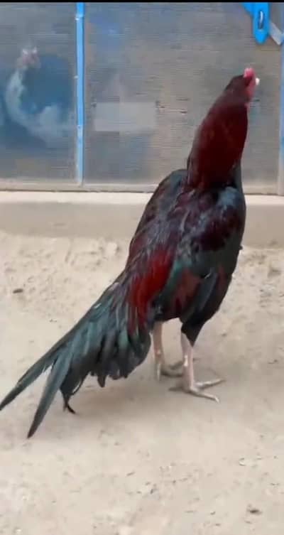 Aseel Mianwali / Mushka Lasai / Aseel /  Eggs lying hens for sale