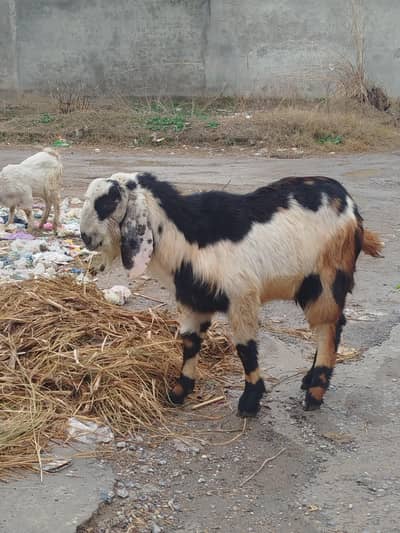 Bakra For Sale