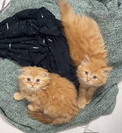 Persian good breed kittens avail. WhatsAp=O310-3699468