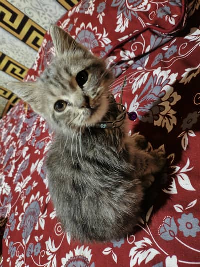 "Female Kitten for Sale - Playful & Cute"