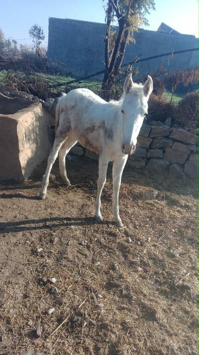 عمر 7 ماہ میرشاہ والے نکرے کی بچی