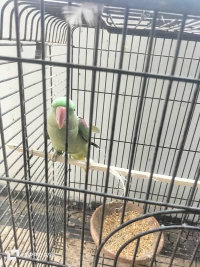 raw breeder jumbo female 03248203246