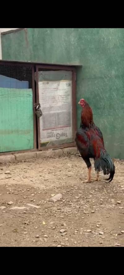 aseel Sindhi murga for sale