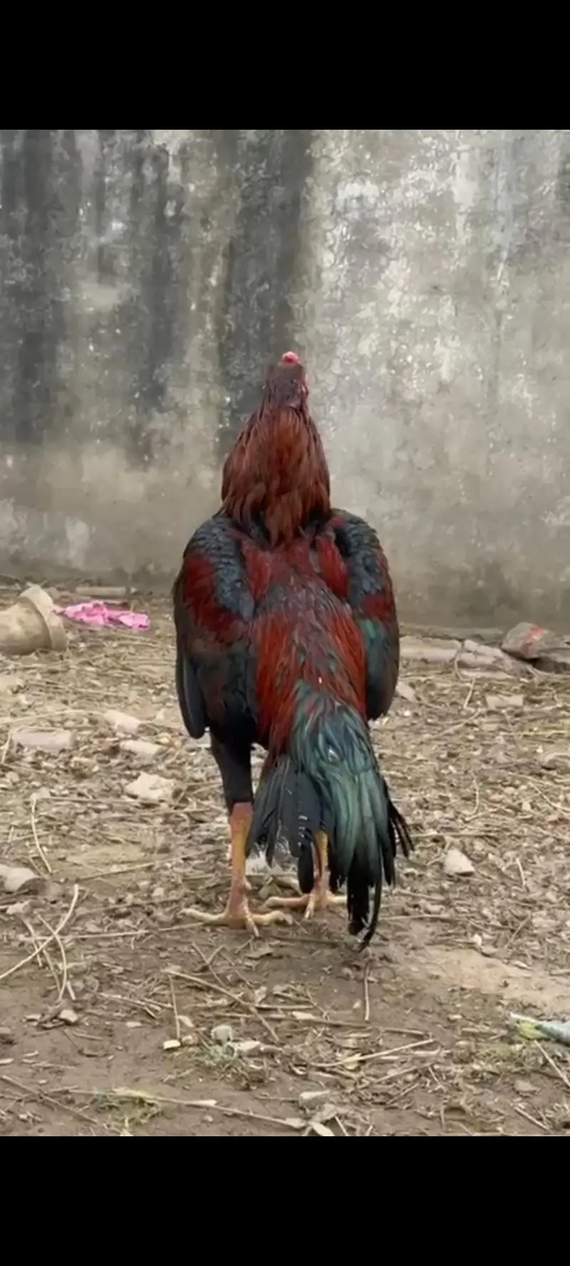 aseel Sindhi murga for sale — photo 4