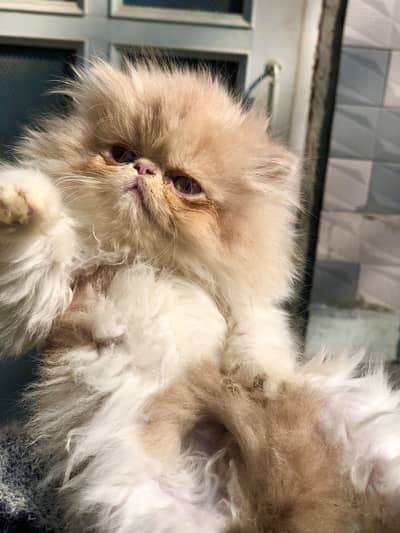 Cfa line parents pure  peki kittens