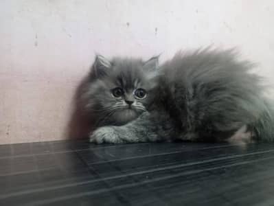Persian good breed kittens avail. WhatsAp=O310-3699468