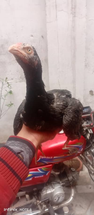 Aseel kolangi murgh 5 month