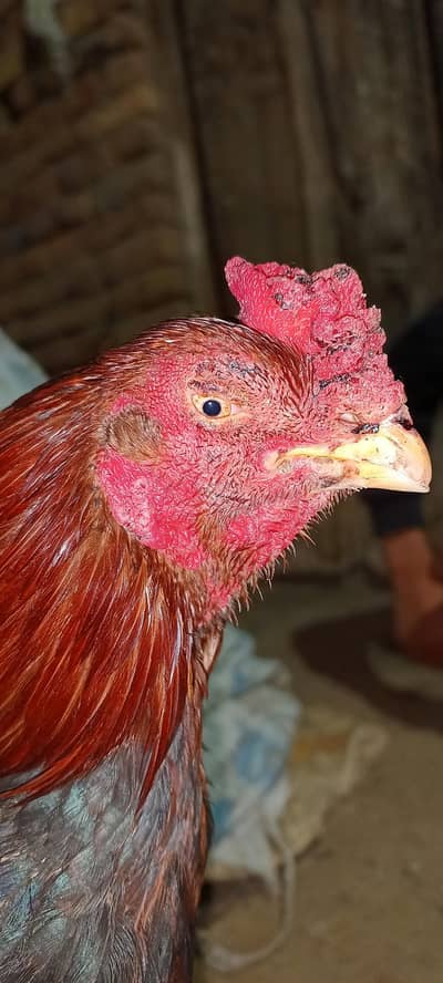 Aseel murga amroha cross