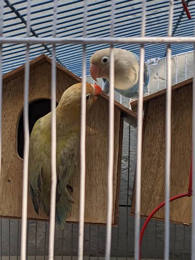 Lovebirds 1 pair and 1 new cage