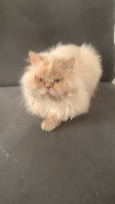 Persian cat male light golden color 3 years age active cat