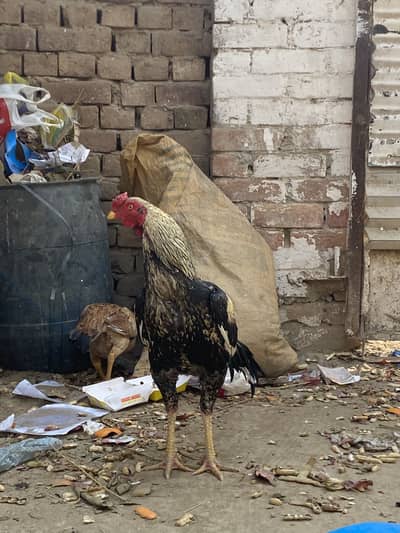 Aseel murgha mian wali.