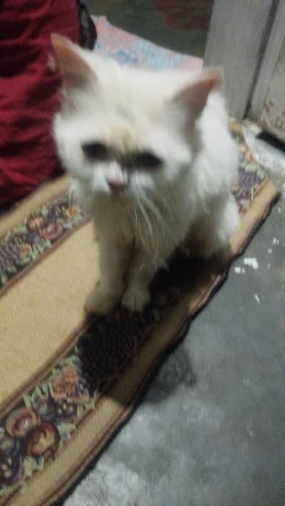 Persian cat