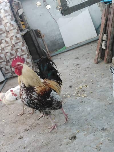 Golden pair for sale.