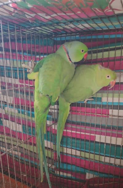 urgent sale parrots with breeder box