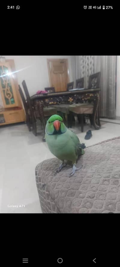 speaking, Dancing, Hand tamed mitho parrot