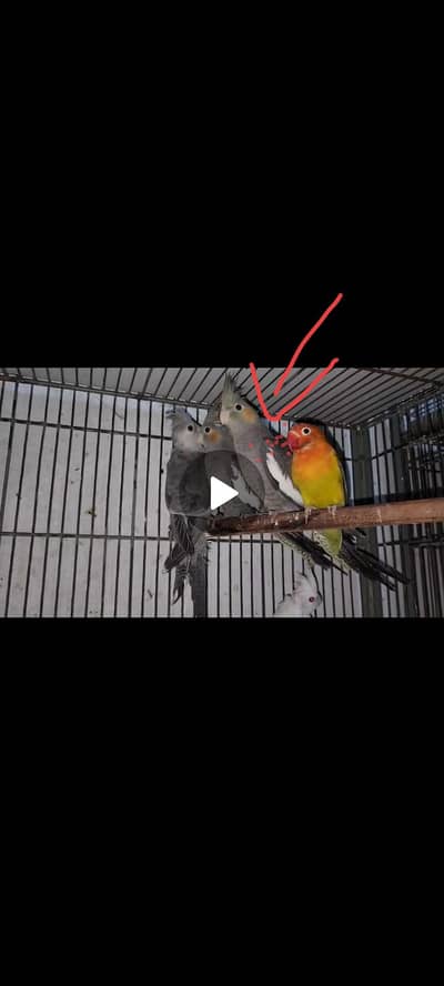 cocktail hand tame for sale  video mil gay gi photo available ni thi