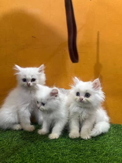 Persian good breed kittens avail. WhatsAp=O310-3699468