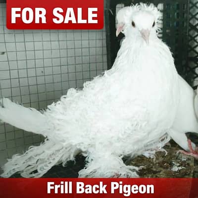 Very VIP Birds for sale