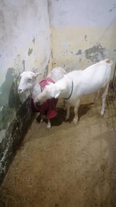 teddy bakri ajrak print