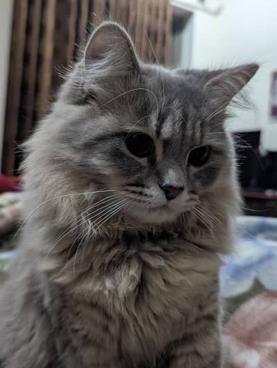 Persian Cat – Healthy & Well Groomed for sale