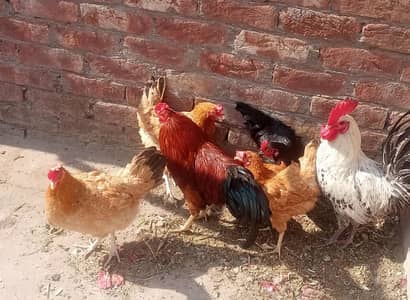 Ghar k Palay 4 Hen & 2 Cock sale in Lahore