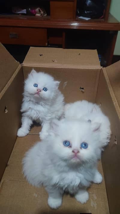 Persian good breed kittens avail. WhatsAp=O310-3699468