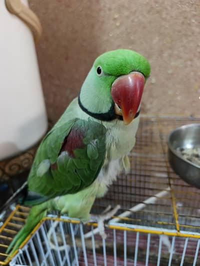 Talking and Tame Pahari Raw Parrot