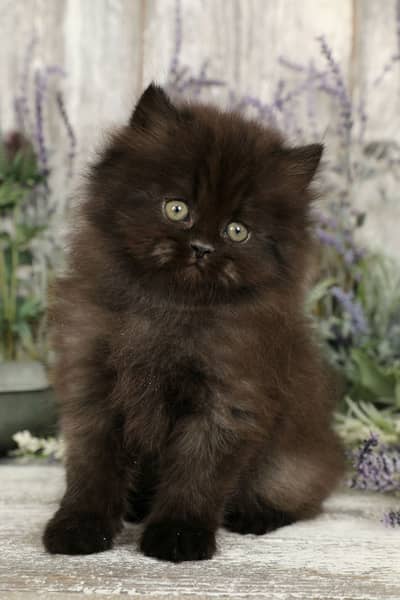 Persian kitten Male Cute Tripple Coated golden eyes