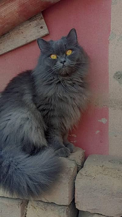 Grey Persian Double Coat