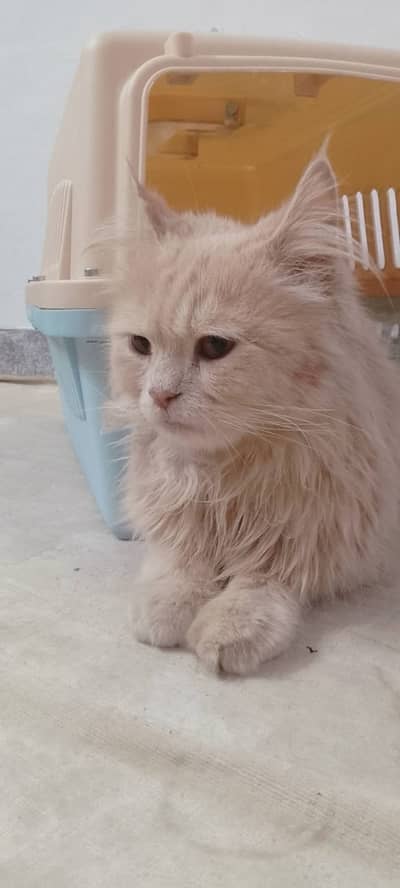 Persian cat for sale