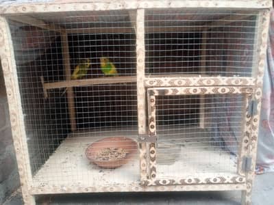 Pairs for sale in good price