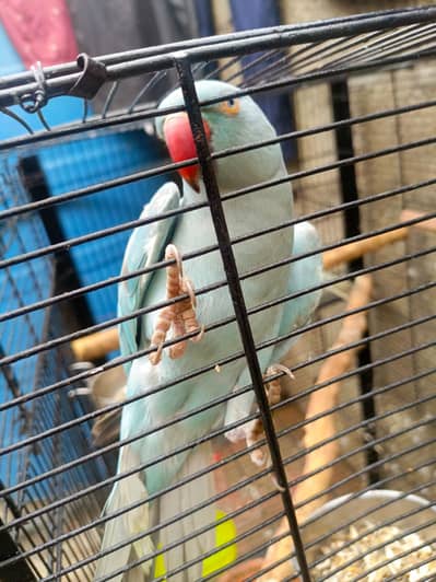 blue female violet male tame birds