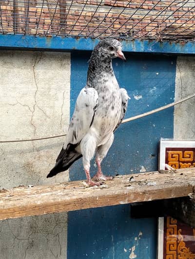 Teddy pigeon | کبوتر | Kabotar | pigeon Sale