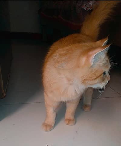 golden persian cat female (breader cat)