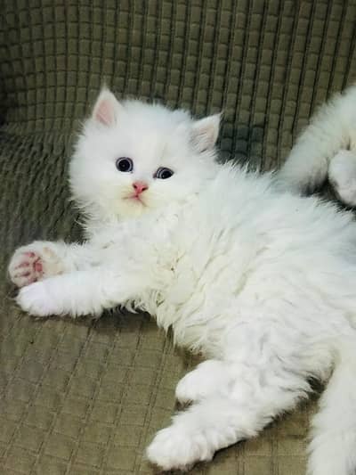 Persian kitten
