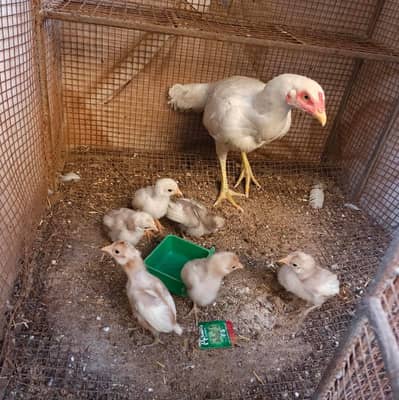 Heera aseel murgi hai with chick age