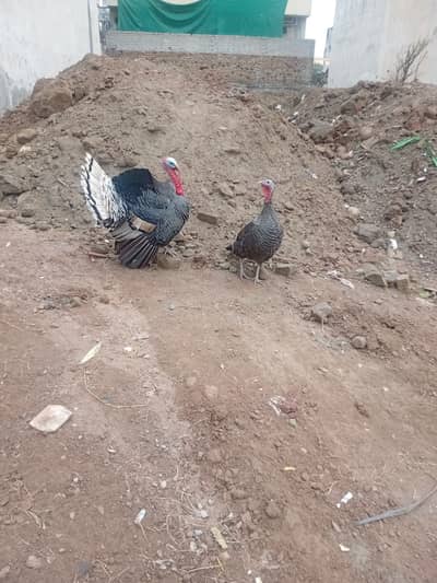 Ready for breeding this season