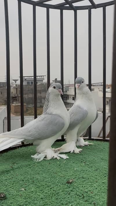 Lavender lahori sherazi