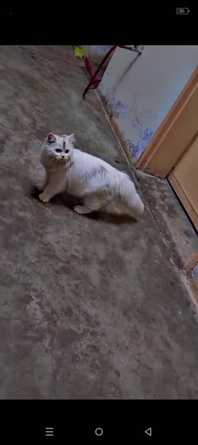 double coded White  cat full trained  +92 340 9725784